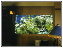 Тропический рифовый аквариум, заселенный большими мягкими кораллами в комбинации с  другими беспозвоночными и мелкими рыбами