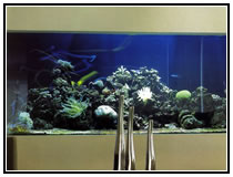 Тропический рифовый аквариум с беспозвоночными и рыбами
