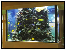 Тропический рифовый аквариум-ширма, доступный для осмотра со всех сторон
