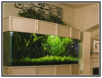 Пресноводный аквариум с дискусами, различными американскими харациновыми и живыми растениями