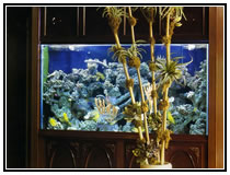Тропический рифовый аквариум c рыбами-хирургами и беспозвоночными
