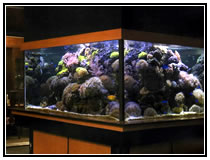 Тропические рифовый и пресноводный аквариумы с мелкими рыбами