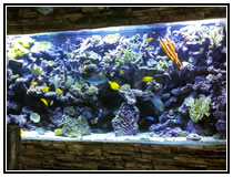 ропический рифовый аквариум с беспозвоночными и рыбами