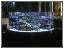 Тропический рифовый аквариум с коллекцией рифообразующих кораллов и разнообразными маленькими рифовыми рыбками. Аквариумы в интерьере