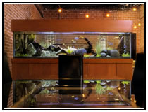 Пресноводный общий аквариум с цихлидами и барбусами. Аквариумы в интерьере