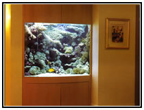Тропический рифовый аквариум с преобладанием мягких кораллов. Аквариумы в интерьере