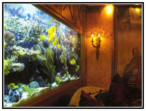 Тропический рифовый аквариум с обширной коллекцией рыб и беспозвоночных